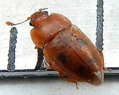 Epuraea corticina by (c) jimeckert49, some rights reserved (CC BY). Used under a CC-BY license.