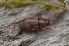 Epuraea unicolor by no rights reserved. Used under a CC0 license.