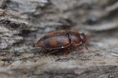 Epuraea unicolor by no rights reserved. Used under a CC0 license.