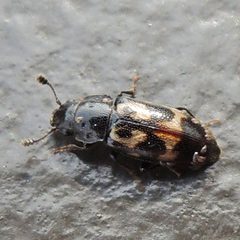 Glischrochilus confluentus by (c) Bill Keim, some rights reserved (CC BY). Used under a CC-BY license.