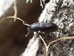 Glischrochilus lecontei by (c) Matt Bowser, some rights reserved (CC BY), uploaded by Matt Bowser. Used under a CC-BY license.