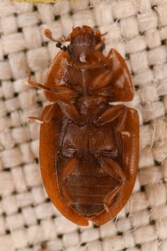 Lobiopa oblonga by (c) Trevor Van Loon, some rights reserved (CC BY), uploaded by Trevor Van Loon. Used under a CC-BY license.
