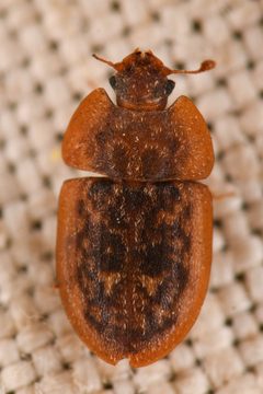 Lobiopa oblonga by (c) Trevor Van Loon, some rights reserved (CC BY), uploaded by Trevor Van Loon. Used under a CC-BY license.