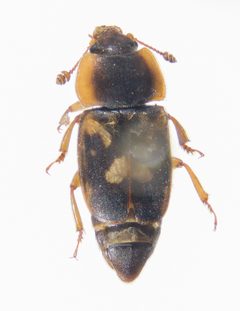 Nitidula flavomaculata by (c) Andrew Meeds, some rights reserved (CC BY), uploaded by Andrew Meeds. Used under a CC-BY license.