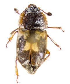 Nitidula flavomaculata by (c) Andrew Meeds, some rights reserved (CC BY), uploaded by Andrew Meeds. Used under a CC-BY license.