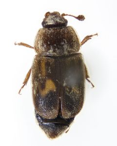 Nitidula ziczac by (c) Andrew Meeds, some rights reserved (CC BY), uploaded by Andrew Meeds. Used under a CC-BY license.