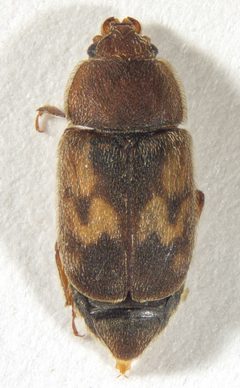 Nitidula ziczac by (c) Andrew Meeds, some rights reserved (CC BY), uploaded by Andrew Meeds. Used under a CC-BY license.