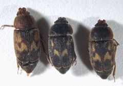 Nitidula ziczac by (c) Andrew Meeds, some rights reserved (CC BY), uploaded by Andrew Meeds. Used under a CC-BY license.