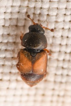 Nitops pallipennis by (c) Trevor Van Loon, some rights reserved (CC BY), uploaded by Trevor Van Loon. Used under a CC-BY license.