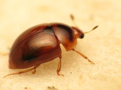 Pallodes pallidus by (c) Katja Schulz, some rights reserved (CC BY). Used under a CC-BY license.