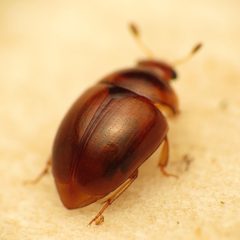 Pallodes pallidus by (c) Katja Schulz, some rights reserved (CC BY). Used under a CC-BY license.