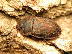 Phenolia grossa by (c) Katja Schulz, some rights reserved (CC BY), uploaded by Katja Schulz. Used under a CC-BY license.