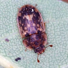 Soronia grisea by (c) Barry Walter, some rights reserved (CC BY), uploaded by Barry Walter. Used under a CC-BY license.