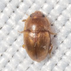 Stelidota coenosa by (c) Victor Engel, some rights reserved (CC BY), uploaded by Victor Engel. Used under a CC-BY license.