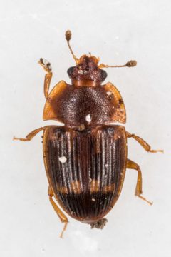 Stelidota geminata by (c) Drepanostoma, some rights reserved (CC BY), uploaded by Drepanostoma. Used under a CC-BY license.