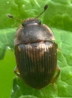 Stelidota geminata by (c) fuzzyspider, some rights reserved (CC BY), uploaded by fuzzyspider. Used under a CC-BY license.