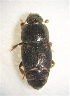Urophorus by (c) Stephen Thorpe, some rights reserved (CC BY), uploaded by Stephen Thorpe. Used under a CC-BY license.