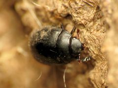 Nosodendridae by (c) Katja Schulz, some rights reserved (CC BY). Used under a CC-BY license.