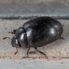 Nosodendron unicolor by (c) Victor Engel, some rights reserved (CC BY), uploaded by Victor Engel. Used under a CC-BY license.