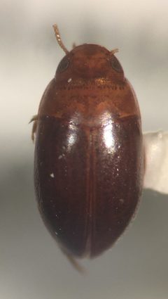 Suphisellus semipunctatus by (c) Matthew Pintar, some rights reserved (CC BY), uploaded by Matthew Pintar. Used under a CC-BY license.