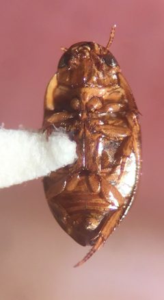 Suphisellus semipunctatus by (c) Matthew Pintar, some rights reserved (CC BY), uploaded by Matthew Pintar. Used under a CC-BY license.