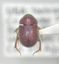 Xenochodaeus americanus by no rights reserved, uploaded by Earl Agpawa. Used under a CC0 license.