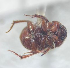 Xenochodaeus americanus by no rights reserved, uploaded by Earl Agpawa. Used under a CC0 license.