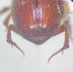 Xenochodaeus americanus by no rights reserved, uploaded by Earl Agpawa. Used under a CC0 license.
