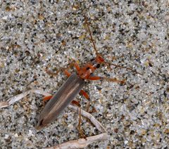Copidita quadrimaculata by (c) Don Loarie, some rights reserved (CC BY). Used under a CC-BY license.