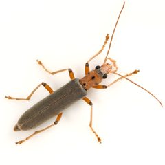 Copidita quadrimaculata by (c) Koji Shiraiwa, some rights reserved (CC BY), uploaded by Koji Shiraiwa. Used under a CC-BY license.