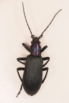 Ditylus gracilis by (c) Trevor Van Loon, some rights reserved (CC BY), uploaded by Trevor Van Loon. Used under a CC-BY license.