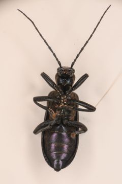 Ditylus gracilis by (c) Trevor Van Loon, some rights reserved (CC BY), uploaded by Trevor Van Loon. Used under a CC-BY license.