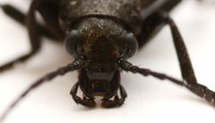 Ditylus quadricollis by no rights reserved, uploaded by Mike Palmer. Used under a CC0 license.