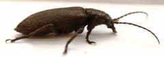 Ditylus quadricollis by no rights reserved, uploaded by Mike Palmer. Used under a CC0 license.