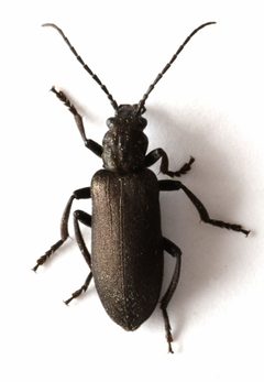 Ditylus quadricollis by no rights reserved, uploaded by Mike Palmer. Used under a CC0 license.