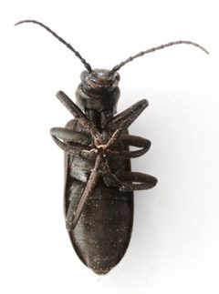 Ditylus quadricollis by no rights reserved, uploaded by Mike Palmer. Used under a CC0 license.