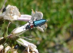Eumecomera bicolor by (c) John Hibbard, some rights reserved (CC BY), uploaded by John Hibbard. Used under a CC-BY license.