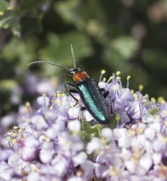 Eumecomera bicolor by (c) John Hibbard, some rights reserved (CC BY), uploaded by John Hibbard. Used under a CC-BY license.