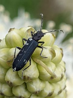 Ischnomera nigra by (c) David Anderson, some rights reserved (CC BY), uploaded by David Anderson. Used under a CC-BY license.