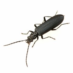Ischnomera nigra by (c) Koji Shiraiwa, some rights reserved (CC BY), uploaded by Koji Shiraiwa. Used under a CC-BY license.