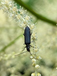 Ischnomera nigra by (c) David Anderson, some rights reserved (CC BY), uploaded by David Anderson. Used under a CC-BY license.