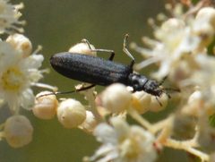 Ischnomera nigra by (c) David Anderson, some rights reserved (CC BY), uploaded by David Anderson. Used under a CC-BY license.
