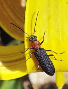 Ischnomera ruficollis by no rights reserved, uploaded by Stari Plativky. Used under a CC0 license.