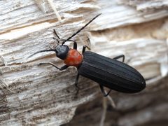 Ischnomera ruficollis by no rights reserved, uploaded by Brighton Lee. Used under a CC0 license.