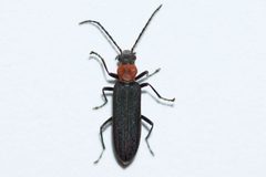 Ischnomera ruficollis by (c) Owen Strickland, some rights reserved (CC BY), uploaded by Owen Strickland. Used under a CC-BY license.