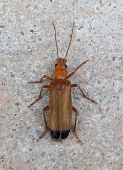 Nacerdes melanura by (c) Mattia Menchetti, some rights reserved (CC BY), uploaded by Mattia Menchetti. Used under a CC-BY license.