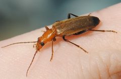 Nacerdes melanura by (c) Zihao Wang, some rights reserved (CC BY), uploaded by Zihao Wang. Used under a CC-BY license.