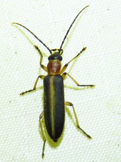 Oxycopis mimetica by (c) Annika Lindqvist, some rights reserved (CC BY), uploaded by Annika Lindqvist. Used under a CC-BY license.
