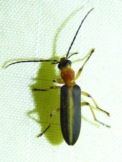 Oxycopis mimetica by (c) Annika Lindqvist, some rights reserved (CC BY), uploaded by Annika Lindqvist. Used under a CC-BY license.