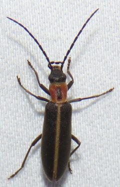Oxycopis mimetica by no rights reserved, uploaded by kcthetc1. Used under a CC0 license.